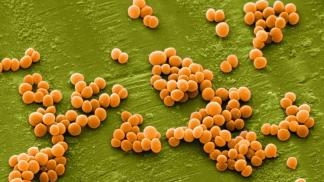 Staphylococcus aureus: description, degrees, symptoms and treatment of the disease