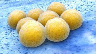 Folk remedies for staphylococcus
