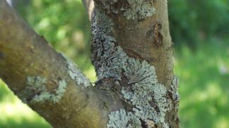 Crustose lichens: description, structure, meaning in nature