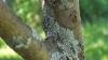 Lichen crustose: penerangan, struktur, makna dalam alam semula jadi
